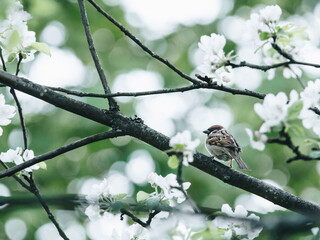 anyband talk play love 中文意思是什么？